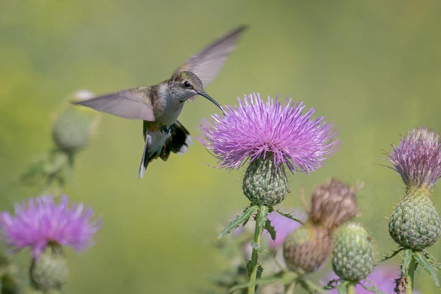 ruby throated hummingbird with flower