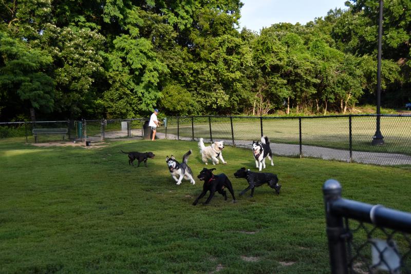 An image of six dogs playing inside the off-leash fenced area at Santa Fe Park with trees in the background.