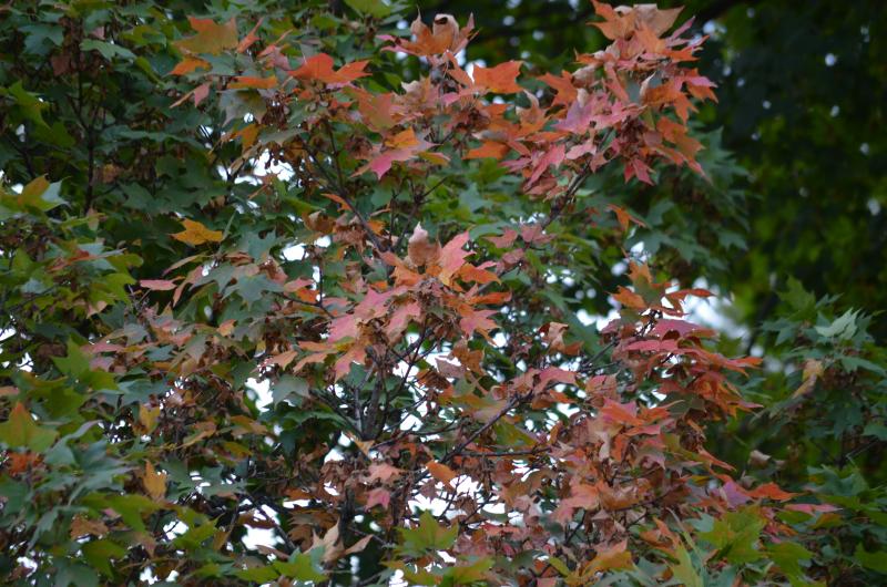 Image of Leaves changing color at George Owens Nature Park