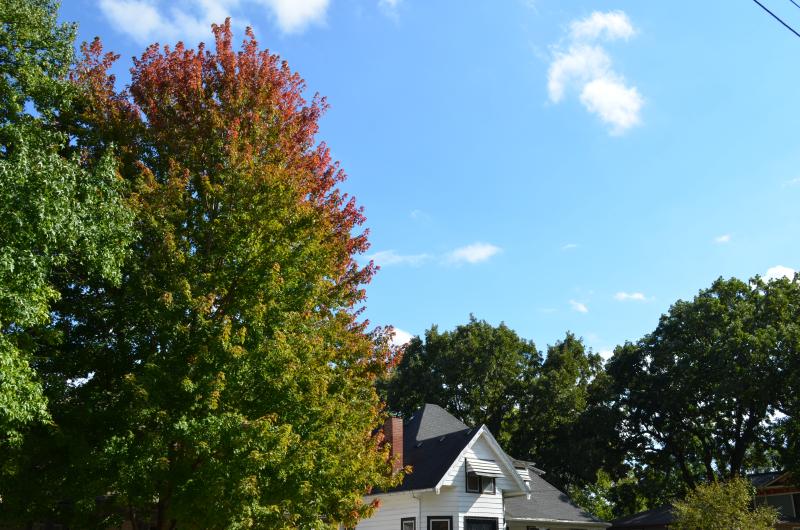 Image of fall leaves near home in historic district